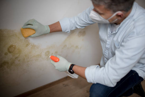 Best Industrial Mold Remediation in Abbeville, GA