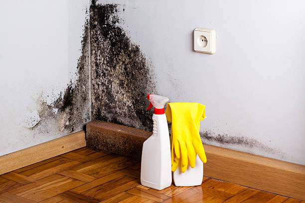 Best Mold Testing and Inspection Services in Abbeville, GA