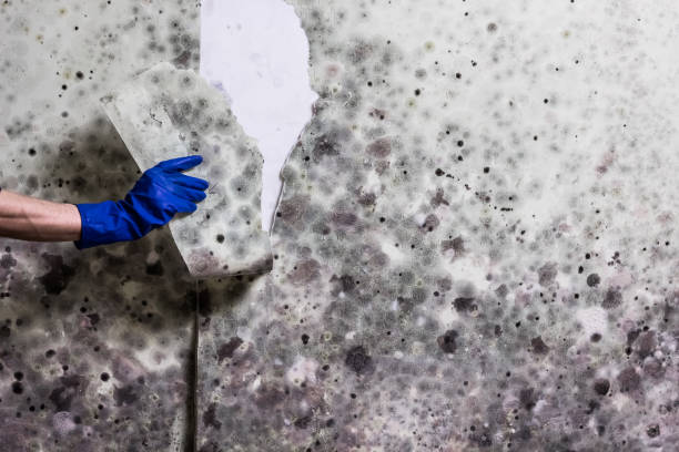 Best White Mold Remediation in Abbeville, GA
